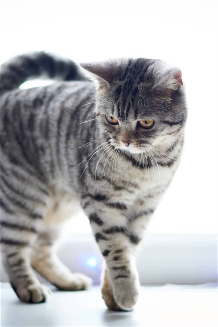 图片 阿拉斯加雪橇犬科学喂养指南：每日食量计算与饮食管理全1.jpg