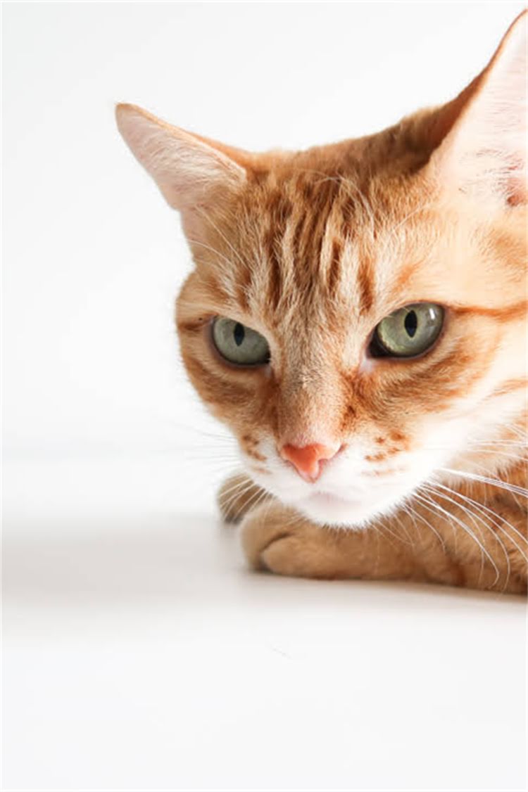 图片 阿拉斯加雪橇犬科学喂养指南：每日食量计算与饮食管理全2.jpg