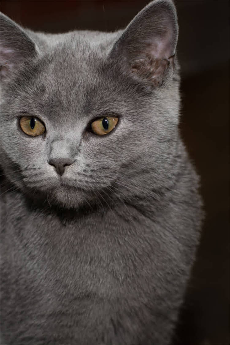 图片 阿拉斯加雪橇犬训练全攻略：新手必学的5大科学方法与注意事项.jpg