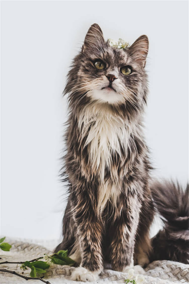 图片 阿拉斯加雪橇犬适合作为家庭看家犬吗？六大核心能力与饲养指南深度1.jpg