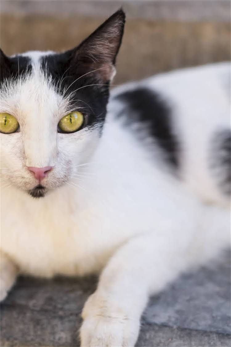 图片 阿拉斯加雪橇犬适合作为家庭看家犬吗？六大核心能力与饲养指南深度2.jpg