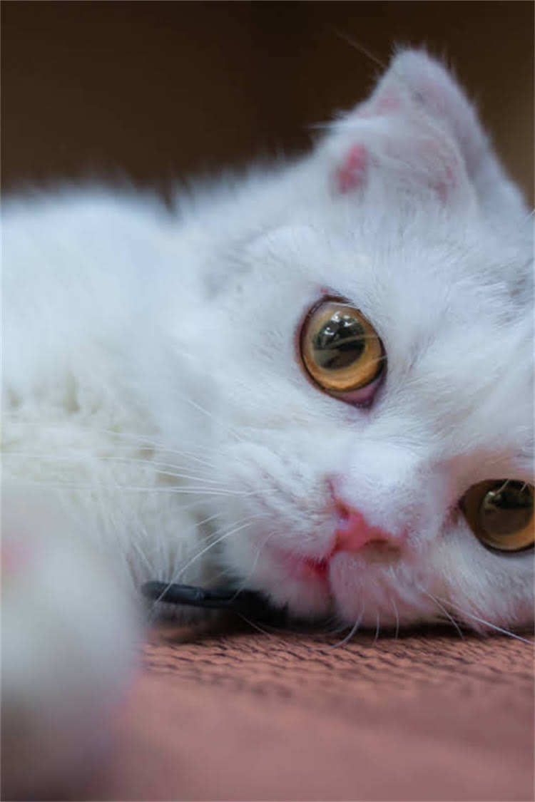 图片 阿拉斯加雪橇犬高清壁纸｜电脑手机桌面背景图大全｜免费下载大全.jpg