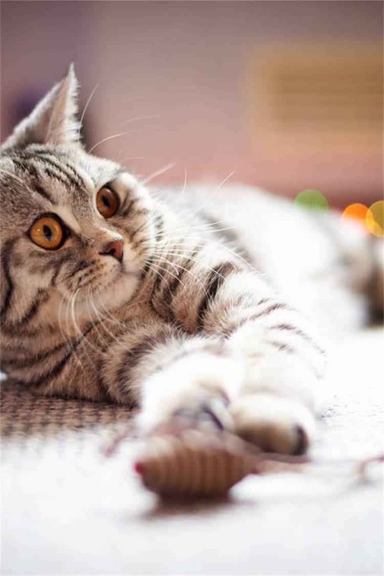 图片 阿拉斯加雪橇犬高清壁纸｜电脑手机桌面背景图大全｜免费下载大全1.jpg