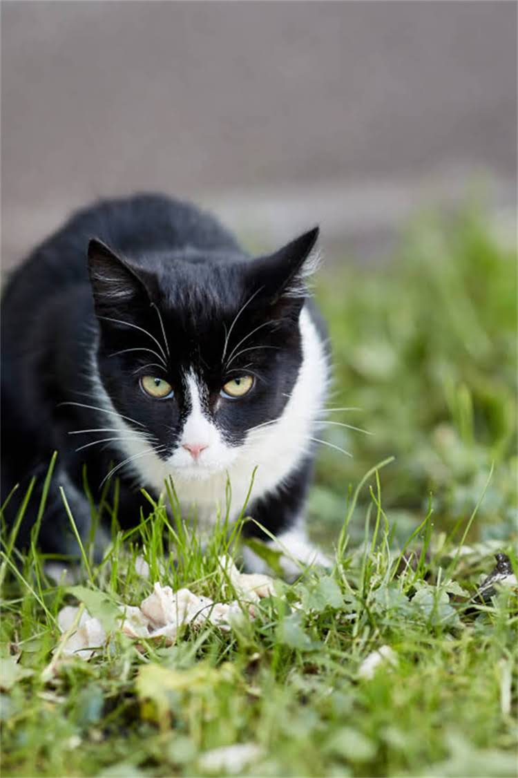 图片 阿拉斯加雪橇犬高清壁纸｜电脑手机桌面背景图大全｜免费下载大全2.jpg