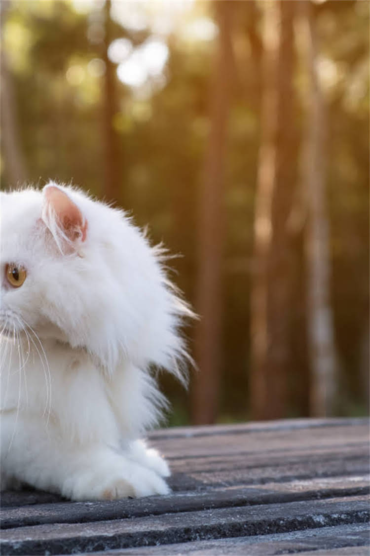 图片 阿拉斯加雪橇犬鼻梁毛过长怎么办？5大护理技巧和健康隐患全.jpg