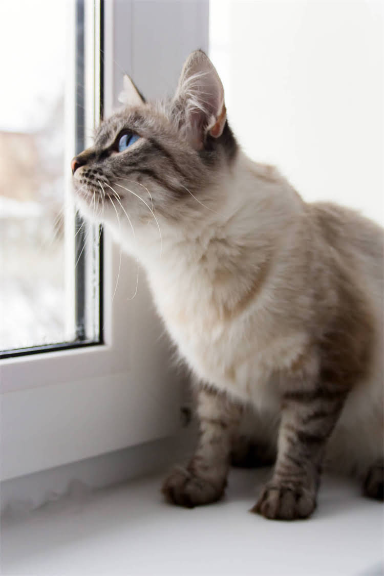 图片 阿拉斯加雪橇犬鼻梁毛过长怎么办？5大护理技巧和健康隐患全1.jpg