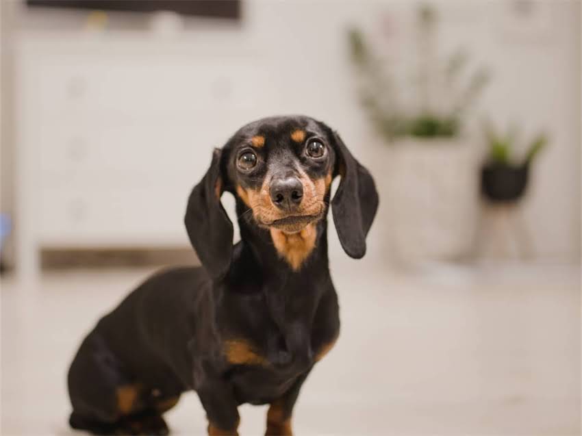 图片 阿拉斯加雪橇犬鼻梁毛过长怎么办？5大护理技巧和健康隐患全2.jpg