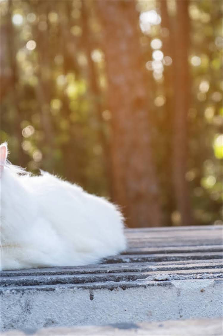 图片 阿拉斯加雪橇犬：巨型品种特性与饲养指南（附品种对比）2.jpg