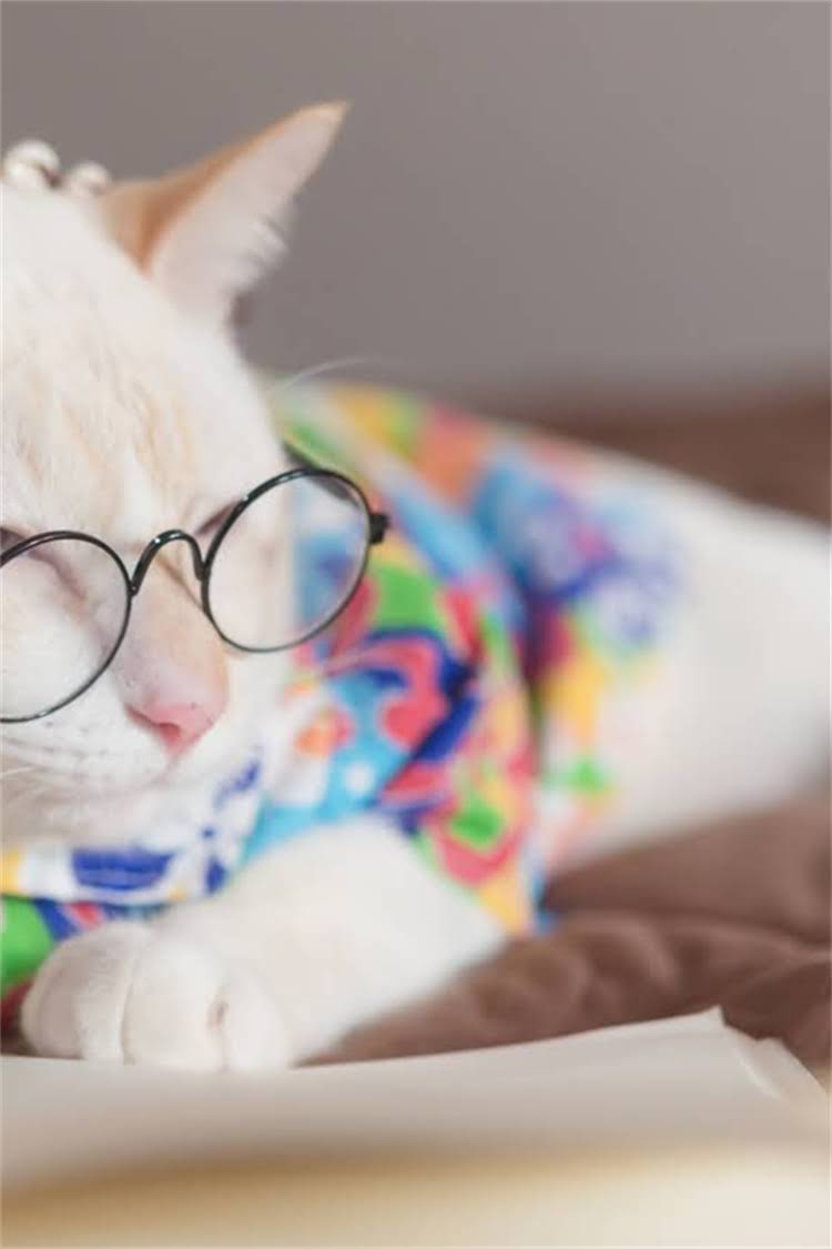 图片 阿拉斯加面部掉毛的深层：科学应对与长效护理指南2.jpg