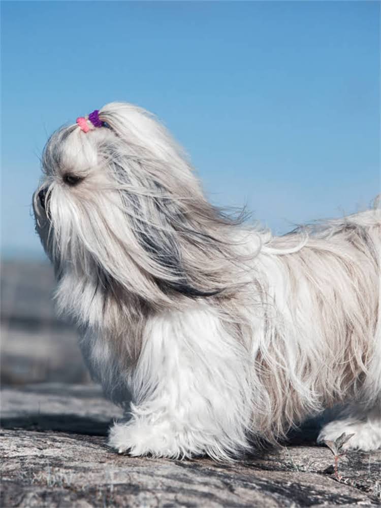 图片 阿拉斯加饲养全攻略：从选购到健康养护的10大要点，新手必看！1.jpg