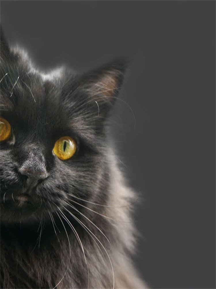 图片 阿拉斯加鸭蛋的营养价值与美食推荐：高蛋白低脂的健康饮食新选择1.jpg