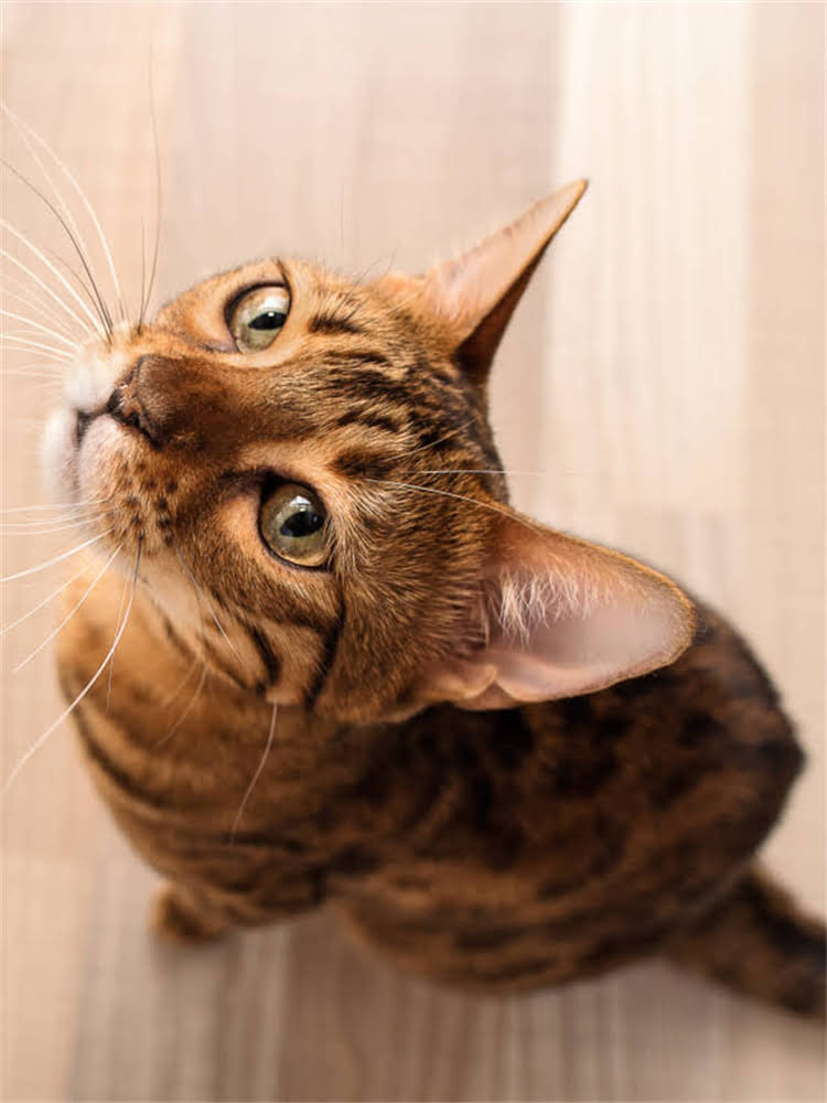 图片 陕西哈士奇价格全：一只多少钱？养殖场与宠物店选购指南1.jpg