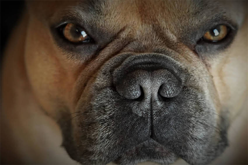 图片 陕西哈士奇价格全：一只多少钱？养殖场与宠物店选购指南2.jpg