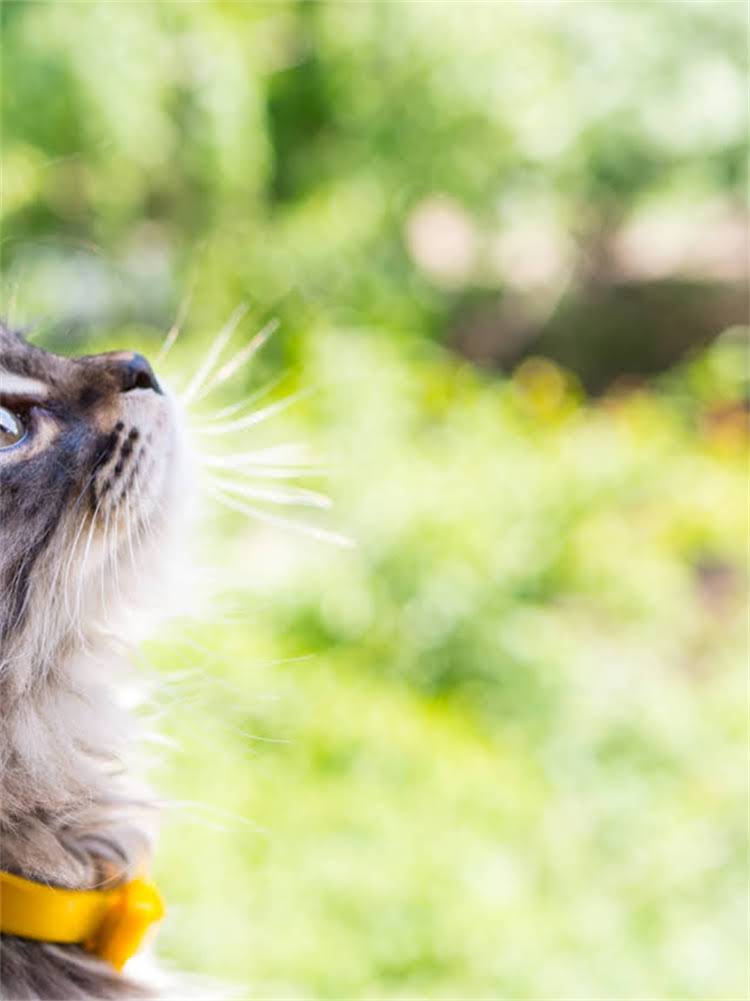 图片 陕西西安正规德牧犬出售多少钱？长毛德牧价格表+健康保障全1.jpg