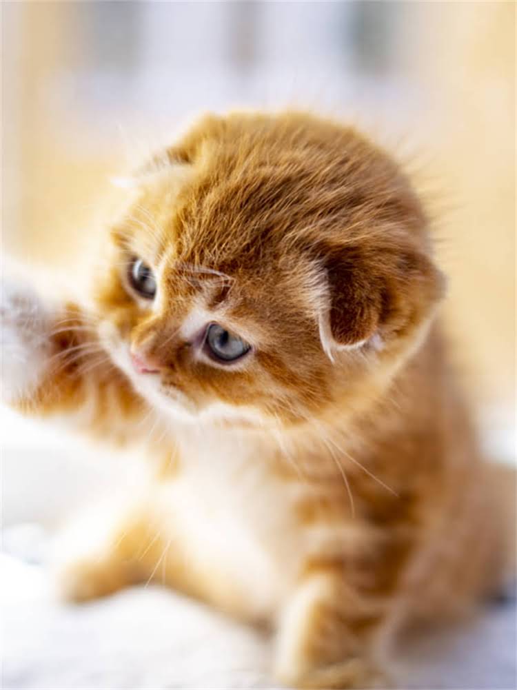 图片 雪纳瑞3个月大怎么养？新手必看科学喂养与健康养护全攻略.jpg