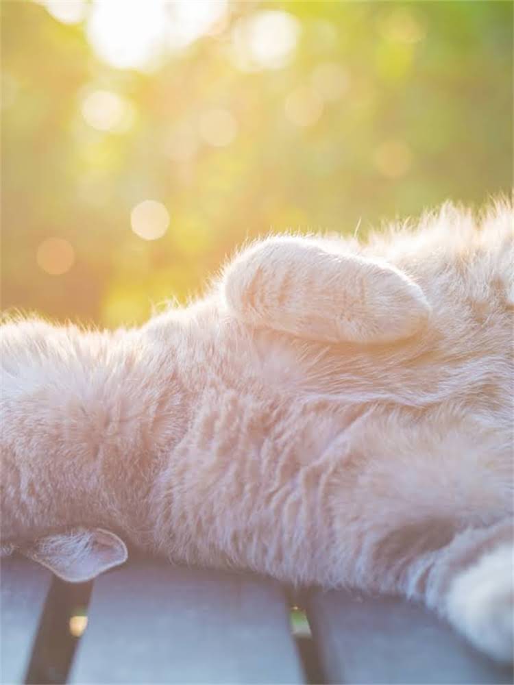 图片 雪纳瑞vs柯基：哪种犬种更适合你？全面对比与饲养指南2.jpg