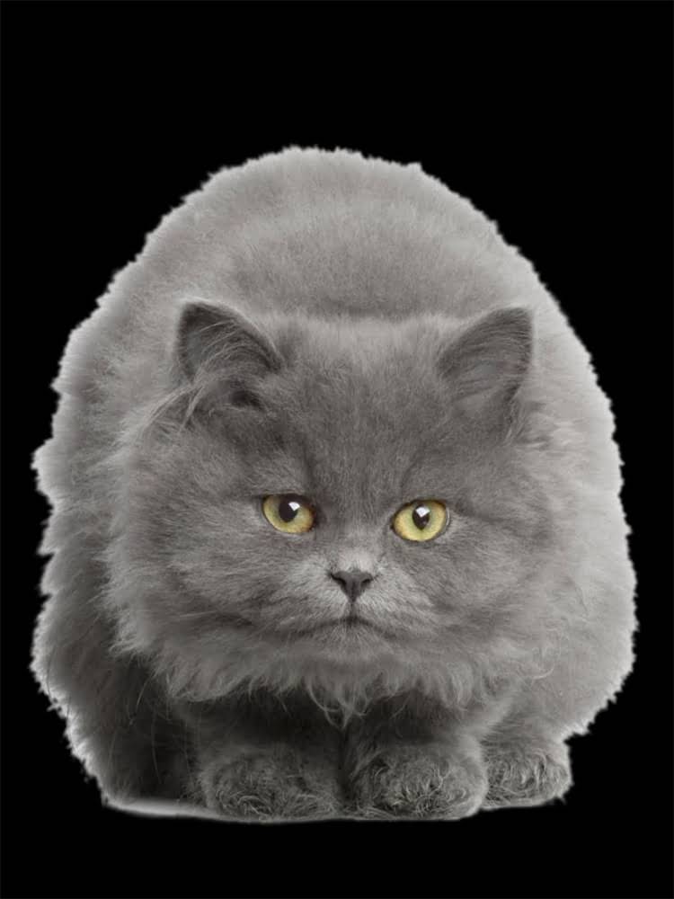 图片 雪纳瑞一胎能生几只小狗？母犬产仔数量与品种特性的关系.jpg