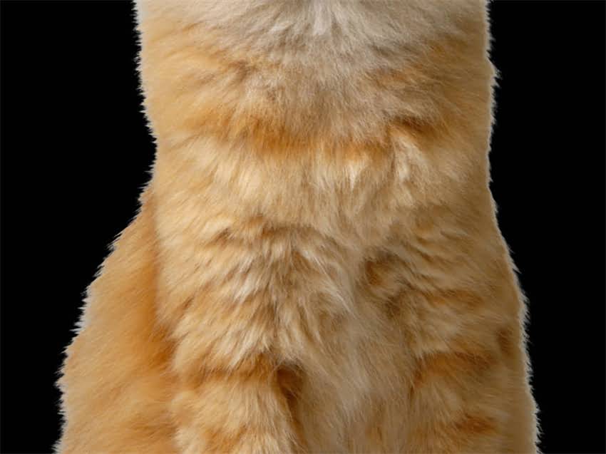 图片 雪纳瑞一胎能生几只小狗？母犬产仔数量与品种特性的关系1.jpg