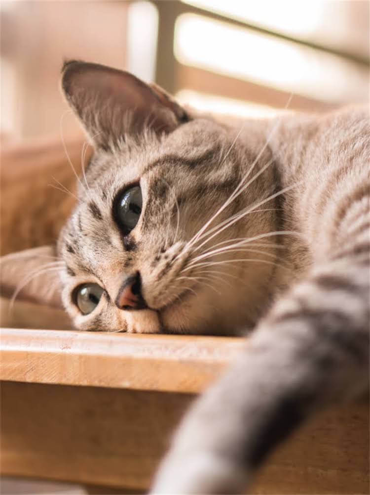 图片 雪纳瑞一胎能生几只小狗？母犬产仔数量与品种特性的关系2.jpg