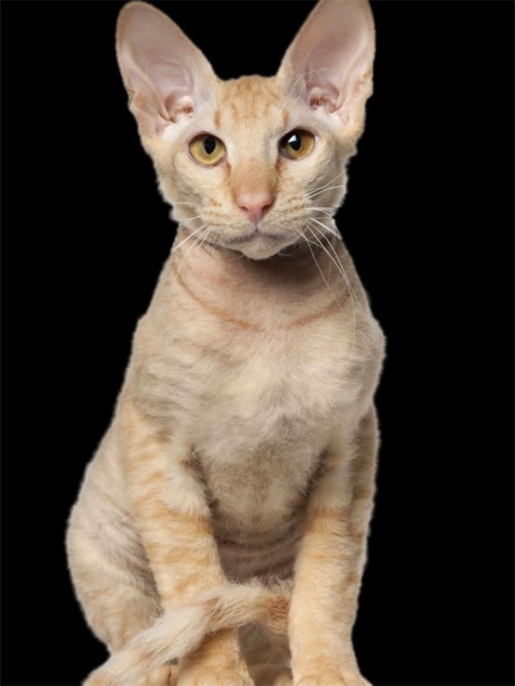 图片 雪纳瑞与其他犬种相处指南：提升社交能力的5大实用技巧1.jpg