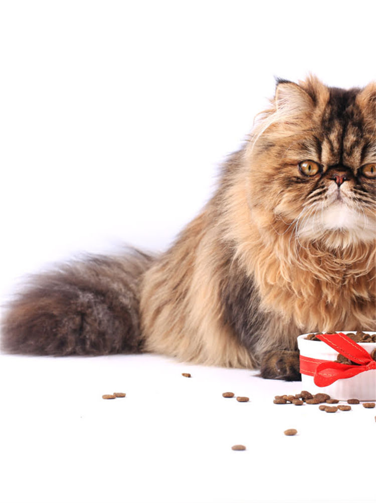 图片 雪纳瑞专用狗粮推荐指南：10款科学喂养品牌测评与选购全攻略2.jpg