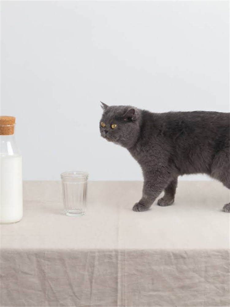 图片 雪纳瑞串串尴尬期：如何科学应对犬只发育关键阶段？.jpg