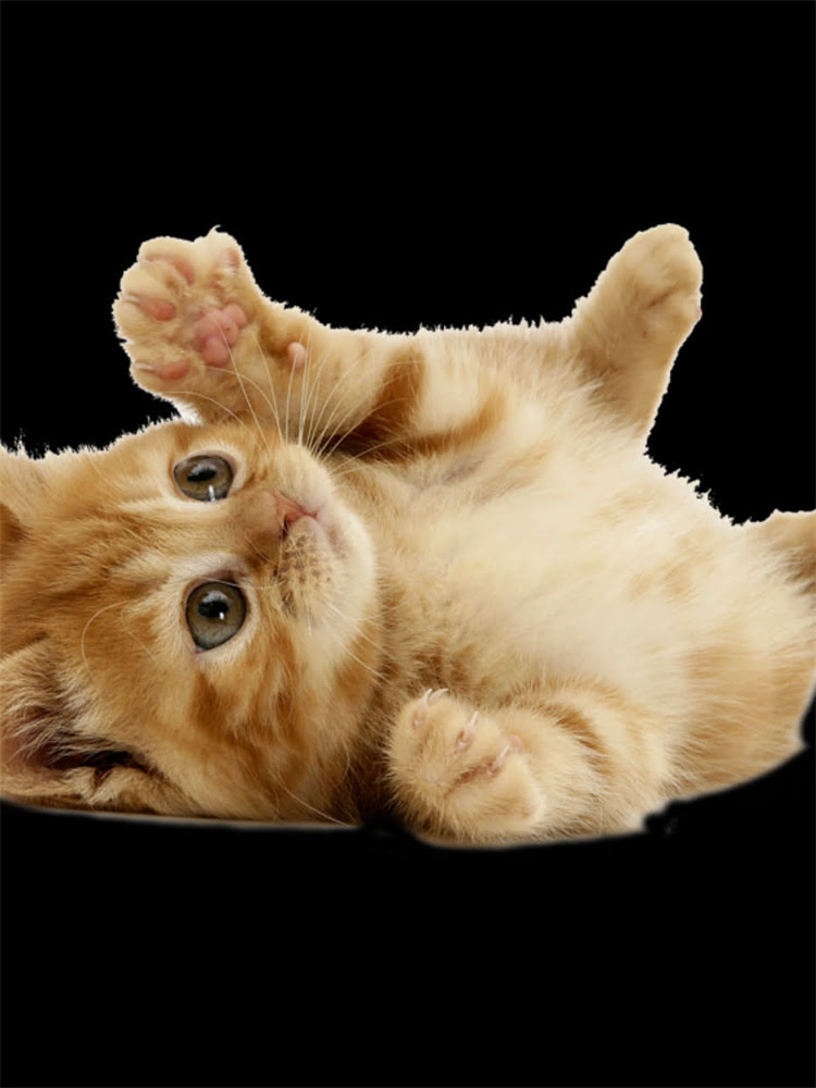 图片 雪纳瑞价格全：品种特性、价格区间与选购指南.jpg