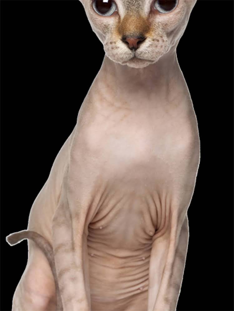 图片 雪纳瑞体型差异大：品种分类、遗传因素与饲养管理全.jpg