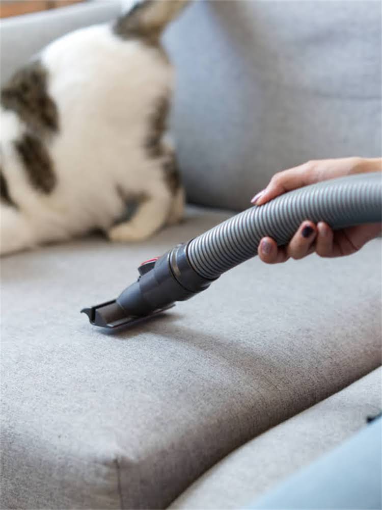 图片 雪纳瑞体型差异大：品种分类、遗传因素与饲养管理全1.jpg