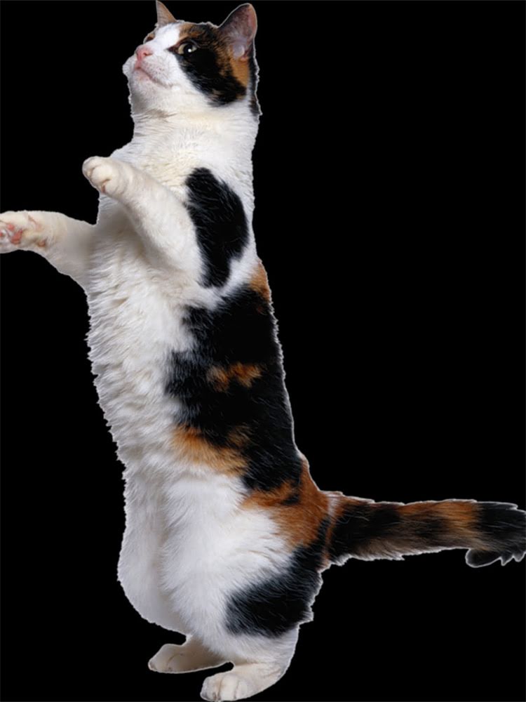 图片 雪纳瑞体型差异大：品种分类、遗传因素与饲养管理全2.jpg