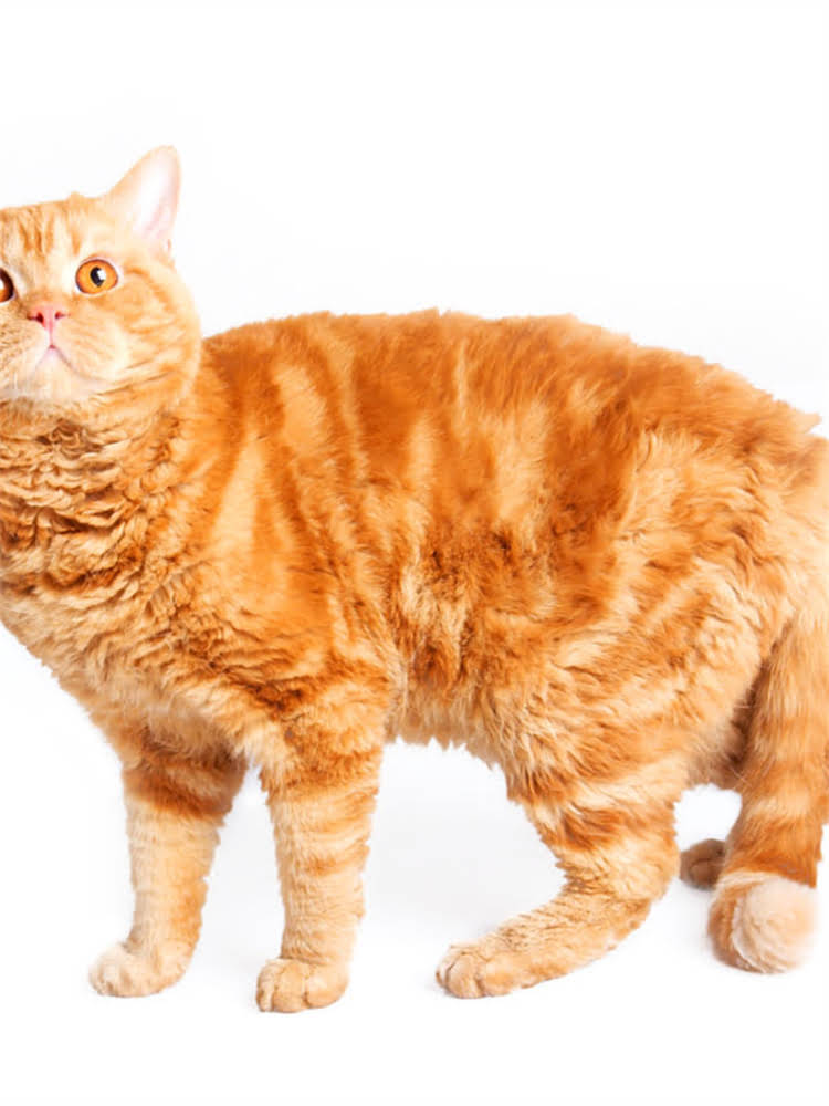 图片 雪纳瑞体外驱虫推荐方法及注意事项，最新科学指南1.jpg