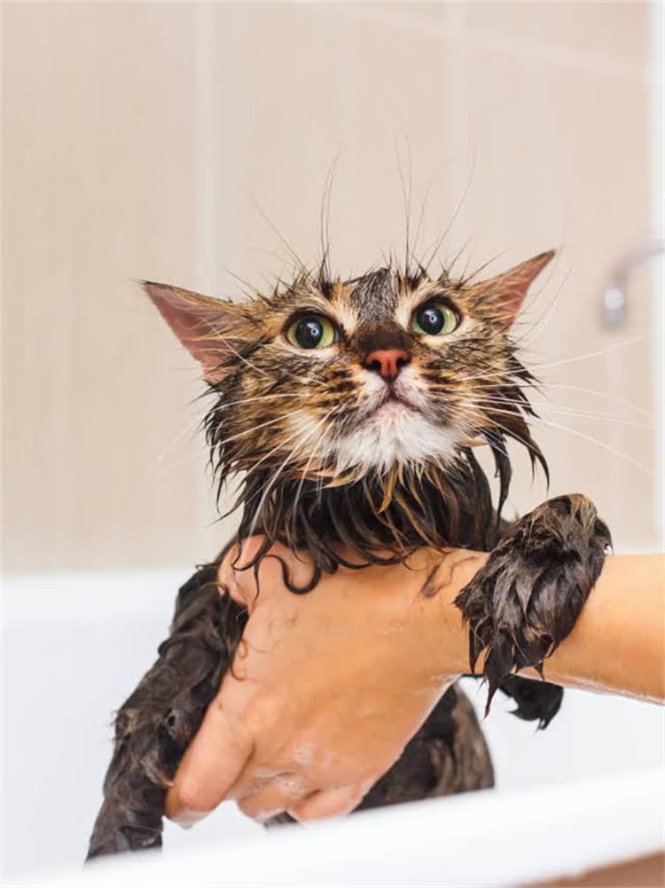 图片 雪纳瑞便便成颗状的原因与解决方法（附专业兽医建议）1.jpg