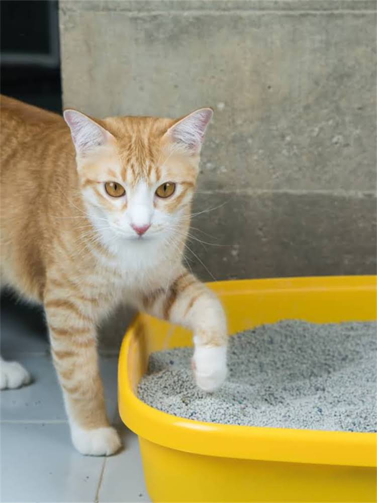 图片 雪纳瑞兔耳养护全攻略：品种特征与科学护理指南2.jpg