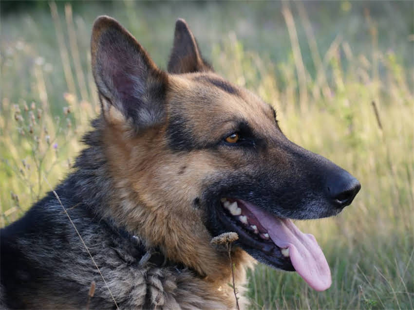 图片 雪纳瑞公母对比：性格、饲养与优缺点全指南（附选购建议）1.jpg