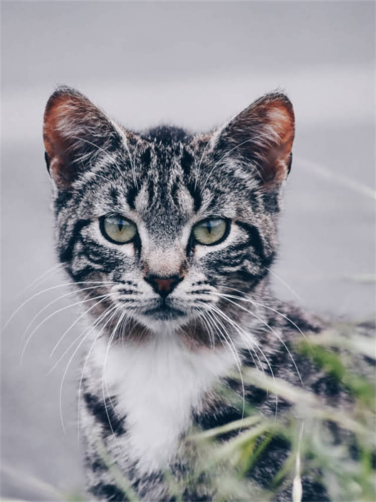 图片 雪纳瑞剪毛利弊全：优缺点+科学护理指南（附对比图）1.jpg