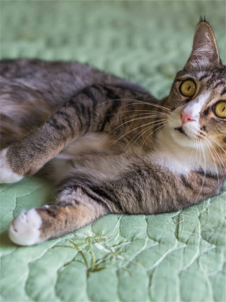 图片 雪纳瑞后腿跳步原因全：如何科学应对与预防.jpg