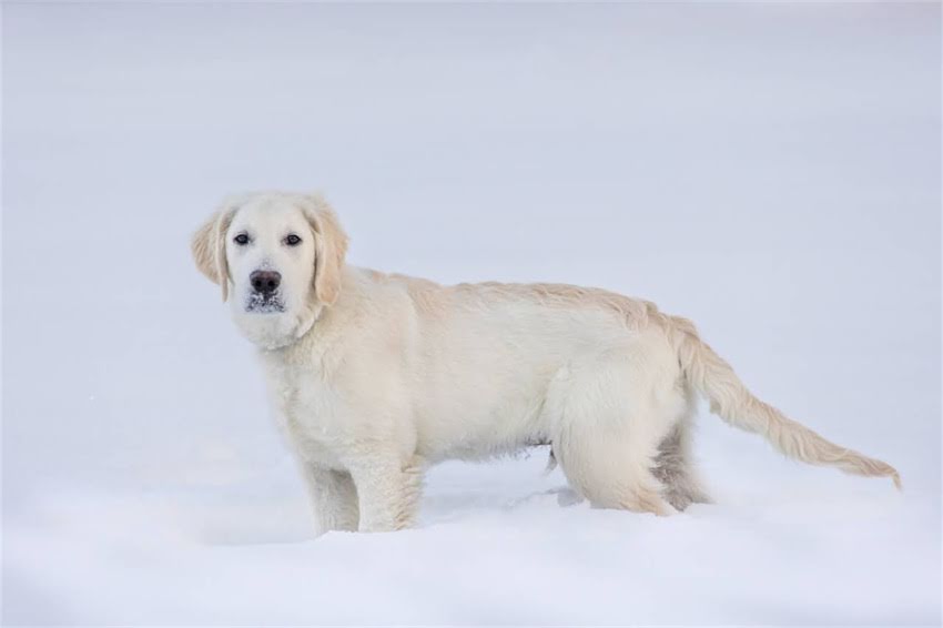 图片 雪纳瑞后腿跳步原因全：如何科学应对与预防2.jpg