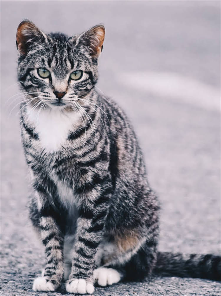 图片 雪纳瑞呕吐怎么办？全面犬只反食原因及科学应对措施.jpg