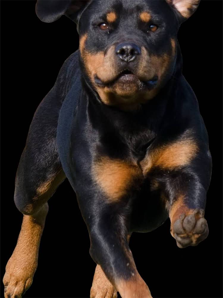 图片 雪纳瑞呕吐怎么办？全面犬只反食原因及科学应对措施2.jpg