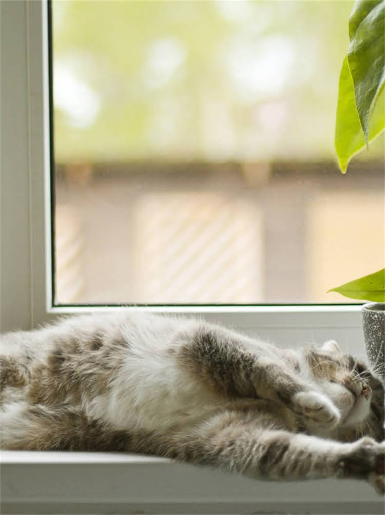 图片 雪纳瑞咬人行为的原因与科学纠正指南.jpg