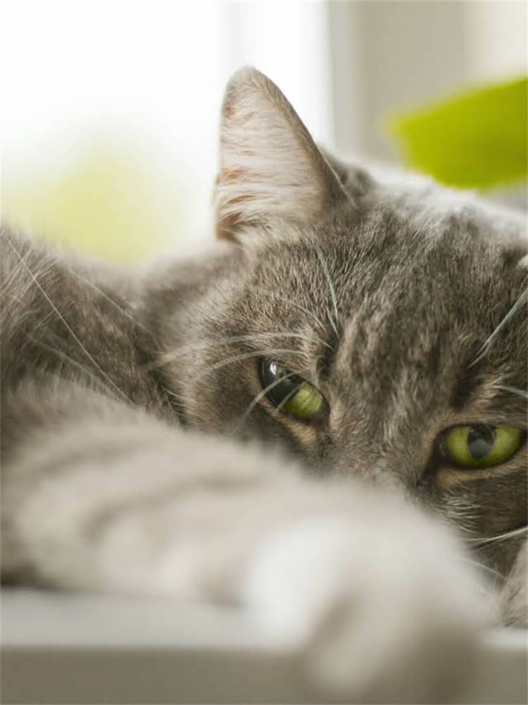 图片 雪纳瑞咳喘流鼻涕怎么办？3步排查法+家庭护理指南（附缓解食谱）1.jpg