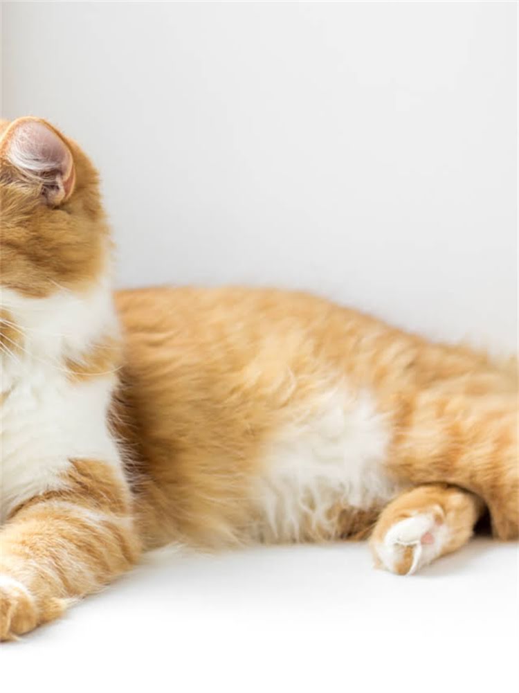 图片 雪纳瑞咳喘流鼻涕怎么办？3步排查法+家庭护理指南（附缓解食谱）2.jpg