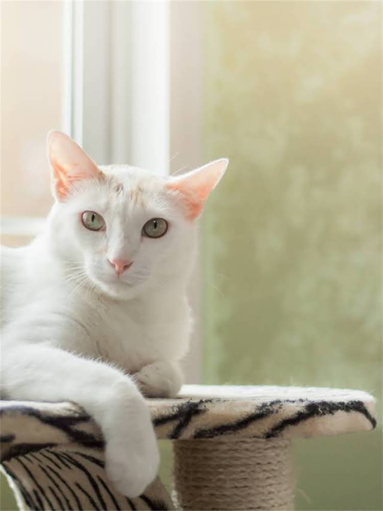 图片 雪纳瑞夏天怕热吗？科学护理指南与降温妙招，助您轻松度过酷暑.jpg