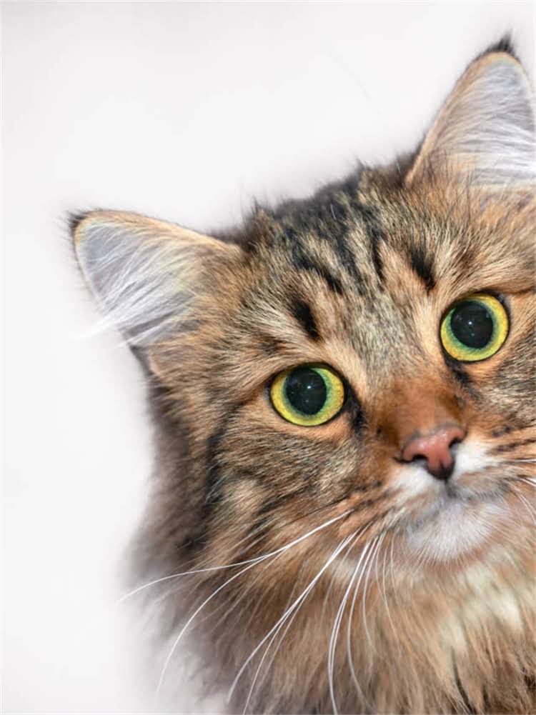 图片 雪纳瑞夏天怕热吗？科学护理指南与降温妙招，助您轻松度过酷暑1.jpg