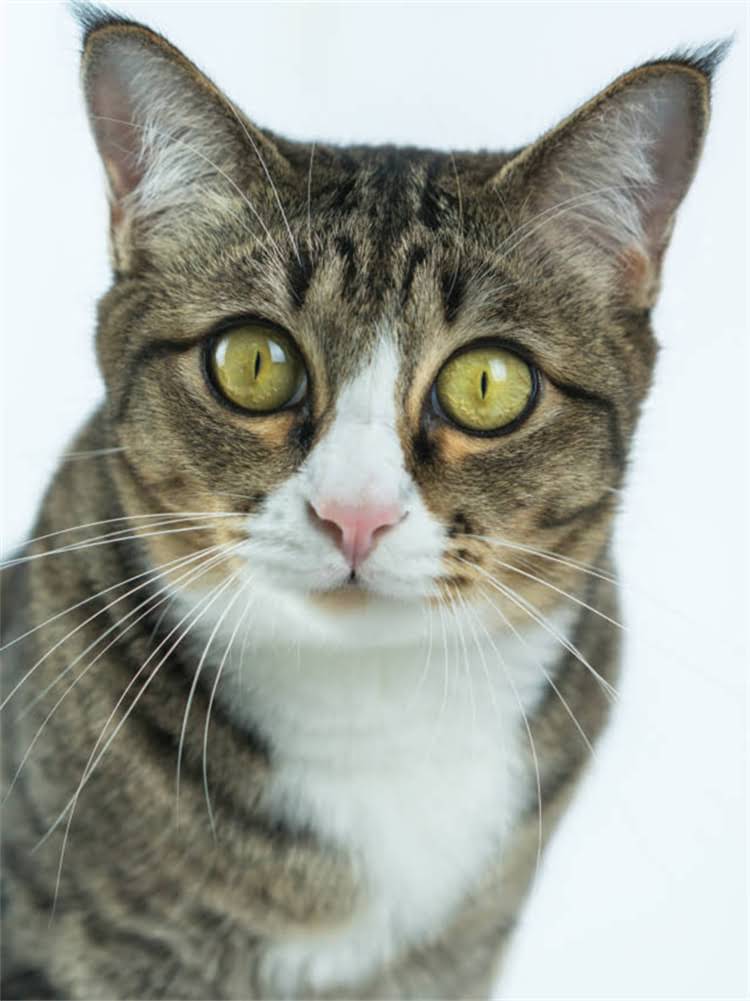 图片 雪纳瑞夏季健康养护全攻略：5大防暑降温与日常护理要点1.jpg