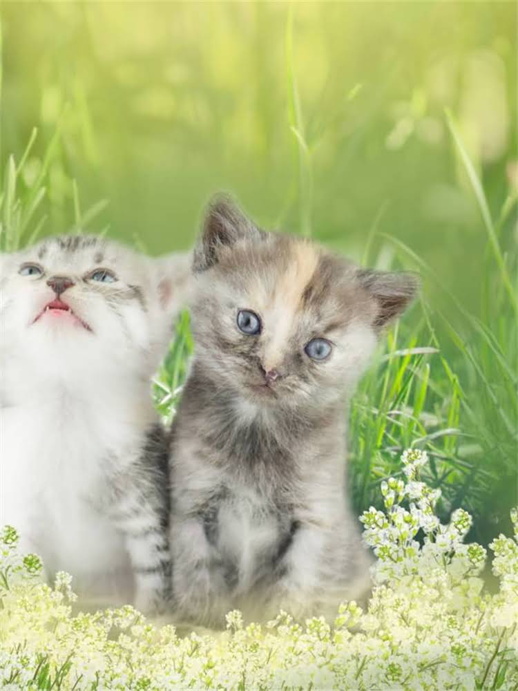 图片 雪纳瑞夏季健康养护全攻略：5大防暑降温与日常护理要点2.jpg