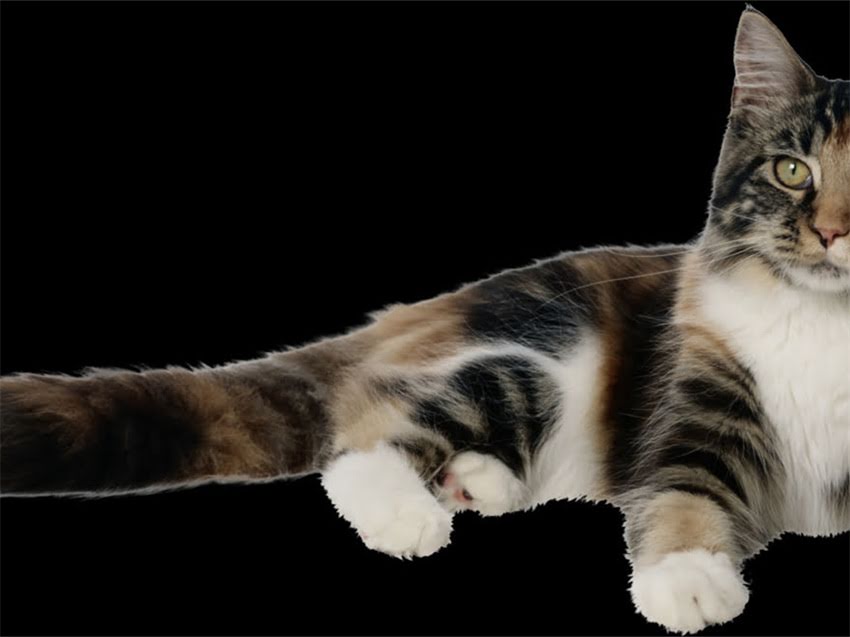 图片 雪纳瑞多大补钙合适？科学补钙指南与注意事项全1.jpg