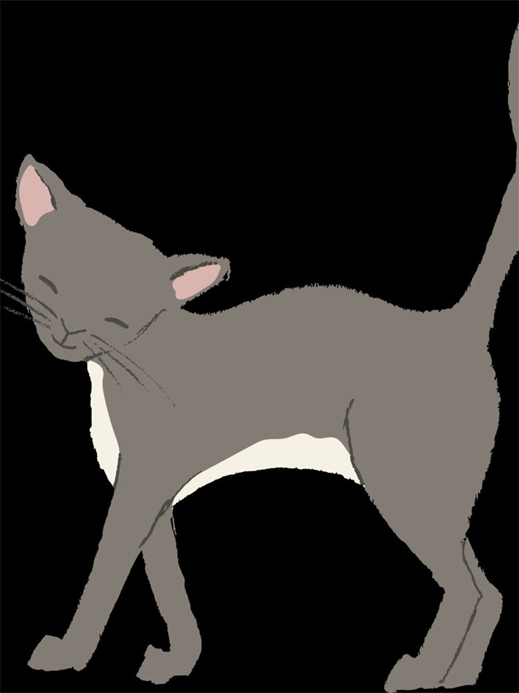 图片 雪纳瑞多大补钙合适？科学补钙指南与注意事项全2.jpg