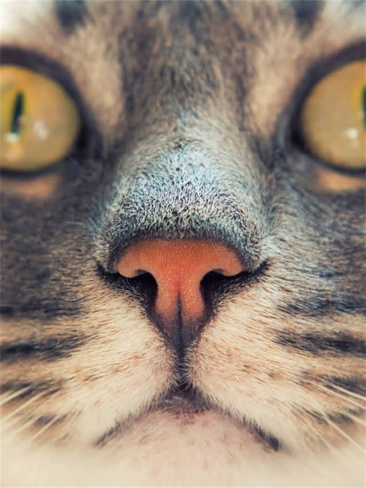 图片 雪纳瑞多大需要驱虫？5个关键时间点及注意事项全2.jpg