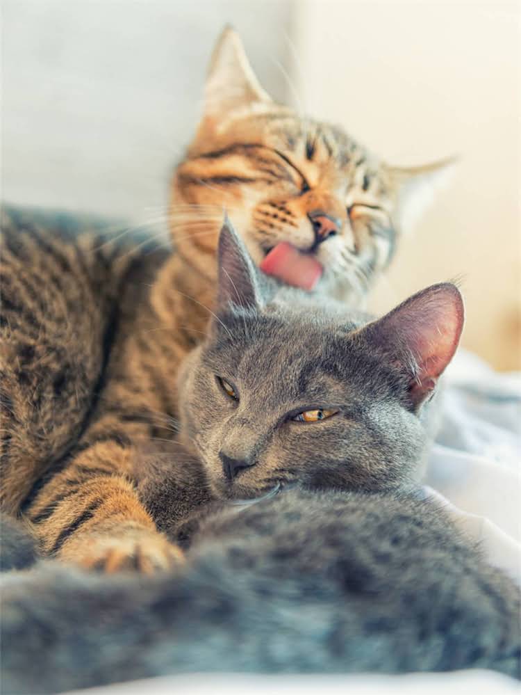 图片 雪纳瑞小型犬体重标准：从幼犬到成犬的详细数据及饲养指南1.jpg